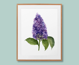 "Whispers of Lilac Beauty" Lilac Flower Art Print